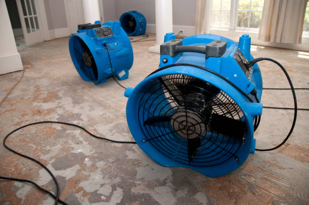Best Mold removal after water damage  in Vine Grove, KY